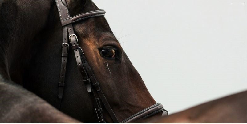 Prestige | Bridles & Reins